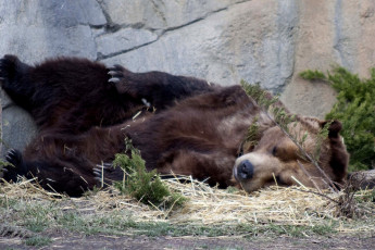 Картинка животные медведи отдых сон бурый