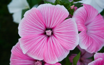 Картинка цветы лаватера розовый нежность