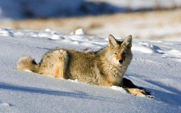Картинка животные волки койот снег