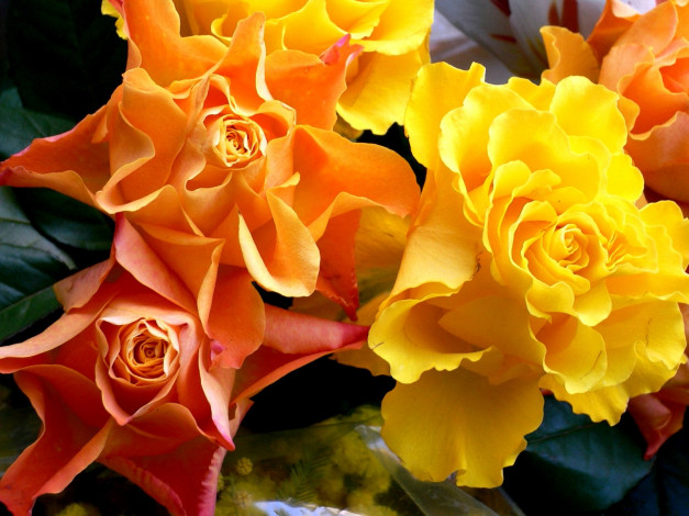 Обои картинки фото цветы, розы, желтый, оранжевый