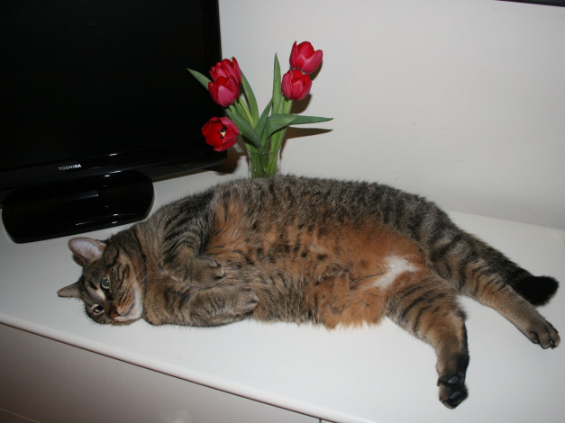 Обои картинки фото животные, коты, тюльпаны