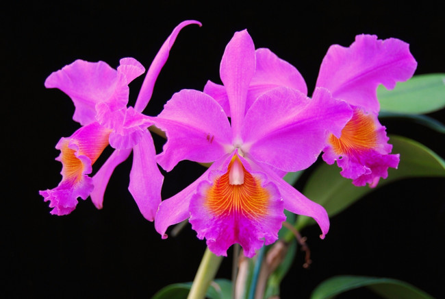 Обои картинки фото цветы, орхидеи, яркий, розовый