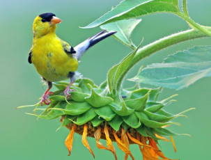 Картинка животные птицы цветок подсолнух лето американский чиж щегол