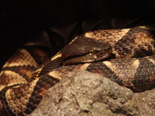 Картинка животные змеи питоны кобры viper