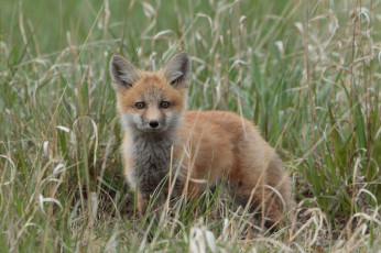 Картинка животные лисы лисичка