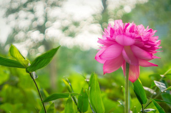 Картинка цветы лотосы блики листья растения лотос розовый цветок