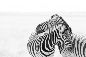 Картинка животные зебры природа фон