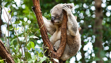 Картинка животные коалы лес дерево травоядное австралия сумчатое коала