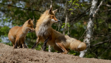 Картинка животные лисы лиса лисенок