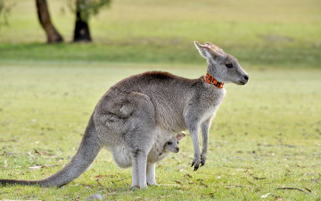Картинка животные кенгуру фон природа