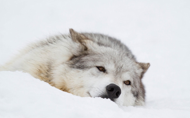 Обои картинки фото животные, волки,  койоты,  шакалы, снег, зима, отдых, морда, волк