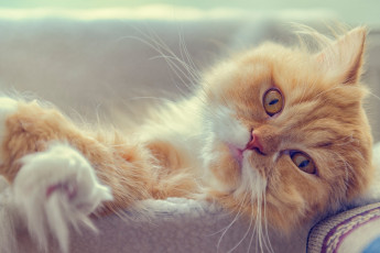 Картинка животные коты мордочка рыжий кот котэ взгляд персидская кошка