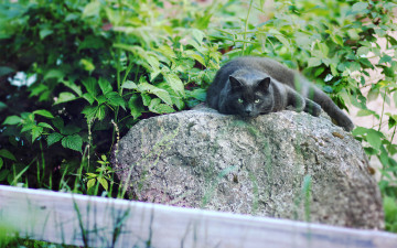 Картинка животные коты растения камень