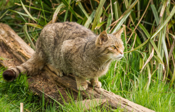 Картинка животные коты трава бревно