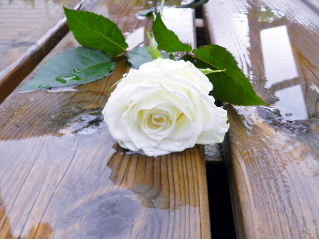 Обои картинки фото цветы, розы, роза, белая, одиночка, бутон, вода