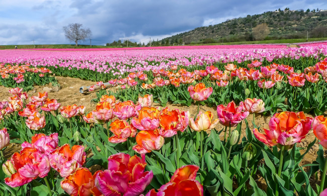 Обои картинки фото цветы, тюльпаны, поле, розовый, цвет