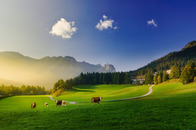 Обои картинки фото животные, коровы,  буйволы, горы, луга, свет, корова, альпы, зелень, лес, облака, небо, синева