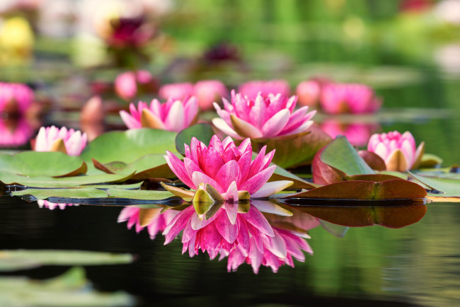 Обои картинки фото цветы, лилии водяные,  нимфеи,  кувшинки, листья, вода, лилии, водяные