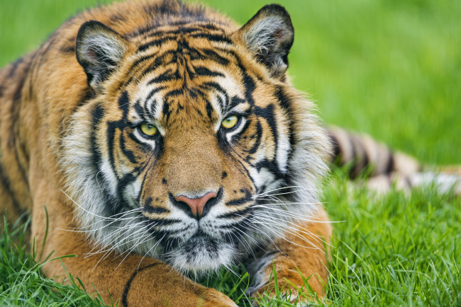 Обои картинки фото животные, тигры, суматранский, тигр, лужайка, трава