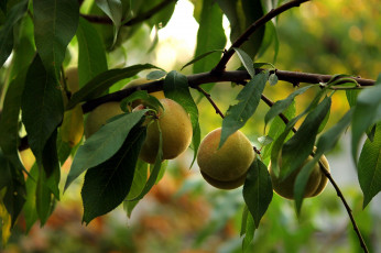 Картинка природа плоды персик