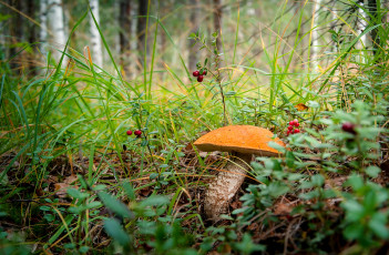 Картинка природа грибы подосиновик гриб трава лес