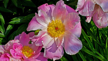 Картинка цветы пионы розовые макро лепестки