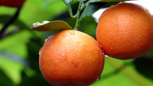Обои картинки фото природа, плоды, апельсин