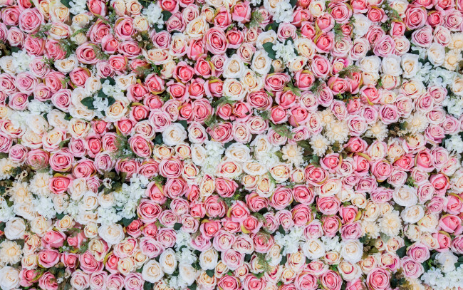 Обои картинки фото цветы, розы, бутоны, розовые, roses, pink, фон, bud, flowers
