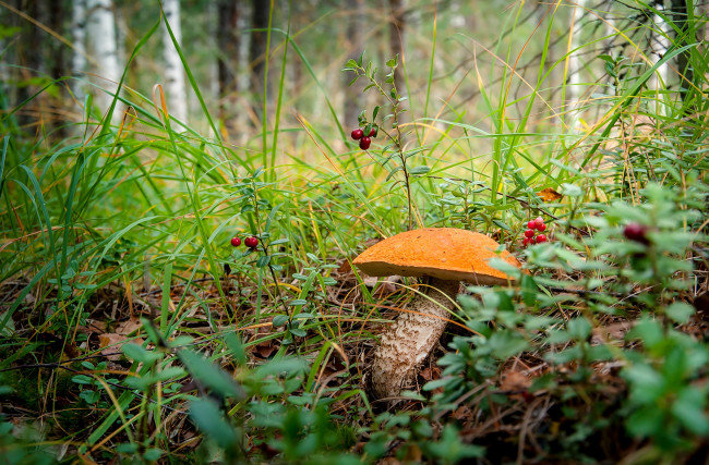 Обои картинки фото природа, грибы, подосиновик, гриб, трава, лес