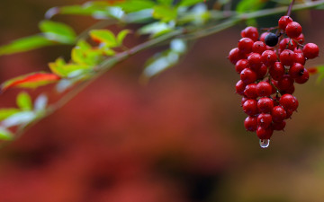 Картинка природа ягоды красные гроздь