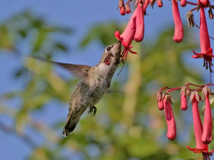 Картинка животные колибри