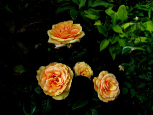 Картинка цветы розы желтый оранжевый бутоны