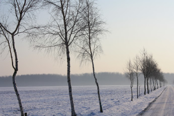 Картинка природа деревья снег