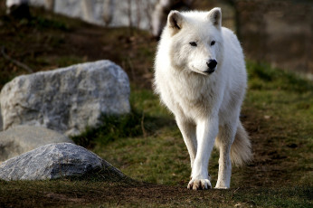 обоя арктический, волк, животные, волки, хищник, белый