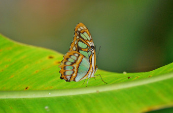Картинка животные бабочки зелёный фон лист