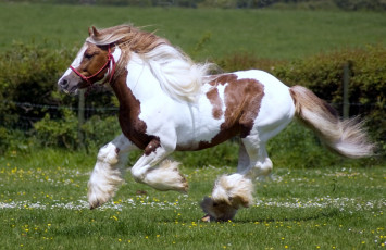 Картинка животные лошади грива бег пятна