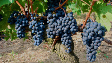 Картинка природа Ягоды виноград ветка