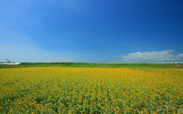 Картинка природа поля поле жёлтый небо