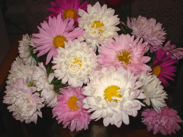 Обои картинки фото цветы, хризантемы, розовый, белый