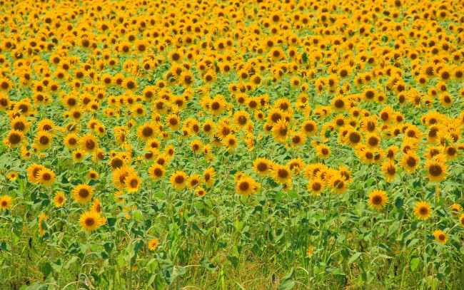 Обои картинки фото цветы, подсолнухи, жёлтый, поле