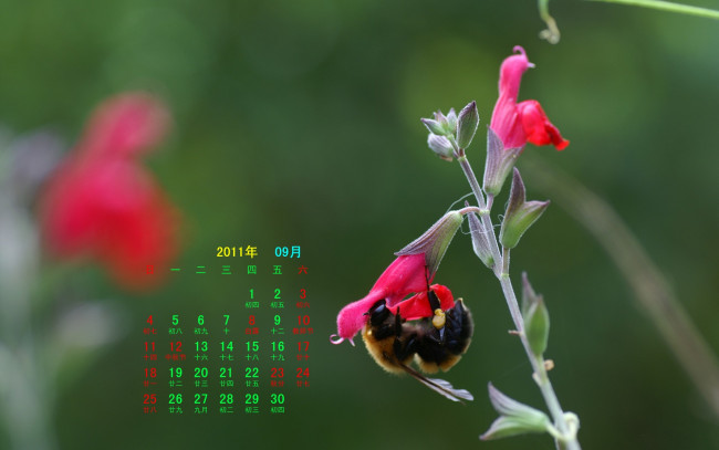 Обои картинки фото календари, животные, пчела, цветок