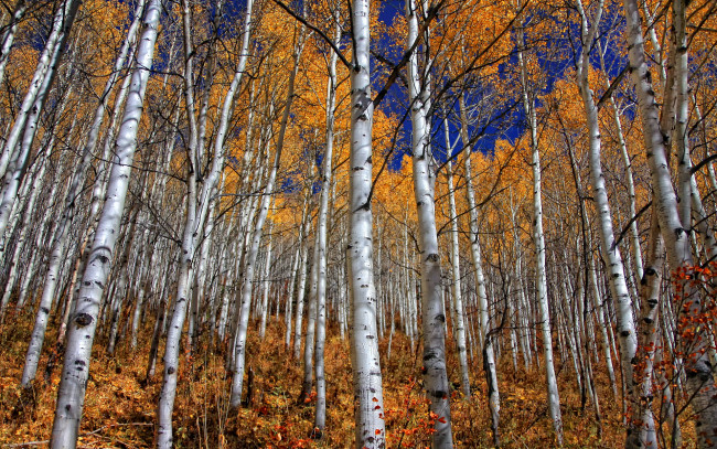 Обои картинки фото природа, деревья, берёзы, осень, роща