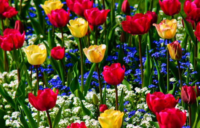 Обои картинки фото цветы, разные, вместе, незабудки, тюльпаны