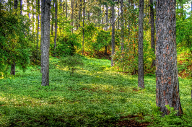 Обои картинки фото природа, лес, трава, деревья, зеленый, сосны