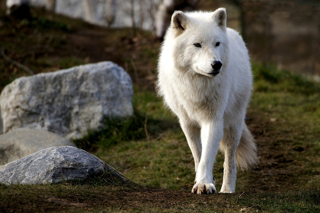 Обои картинки фото арктический, волк, животные, волки, хищник, белый