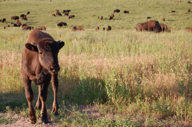 Обои картинки фото животные, зубры, бизоны, луг, трава