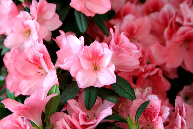 Обои картинки фото цветы, рододендроны, азалии, много, розовый