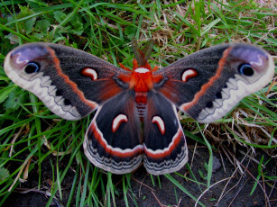 Картинка животные бабочки макро