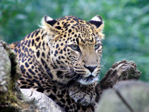 Картинка животные леопарды хищник морда
