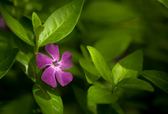 Картинка цветы барвинок листья фиолетовый